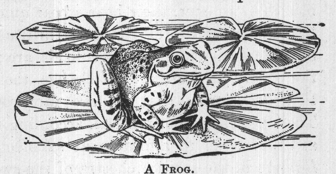 A FROG.