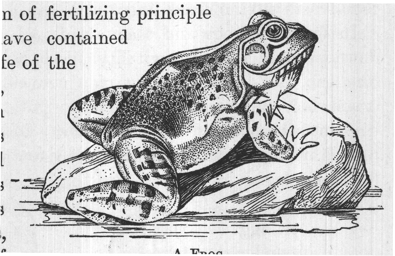 A FROG.