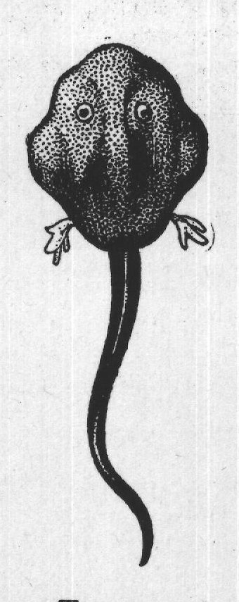 TADPOLES.