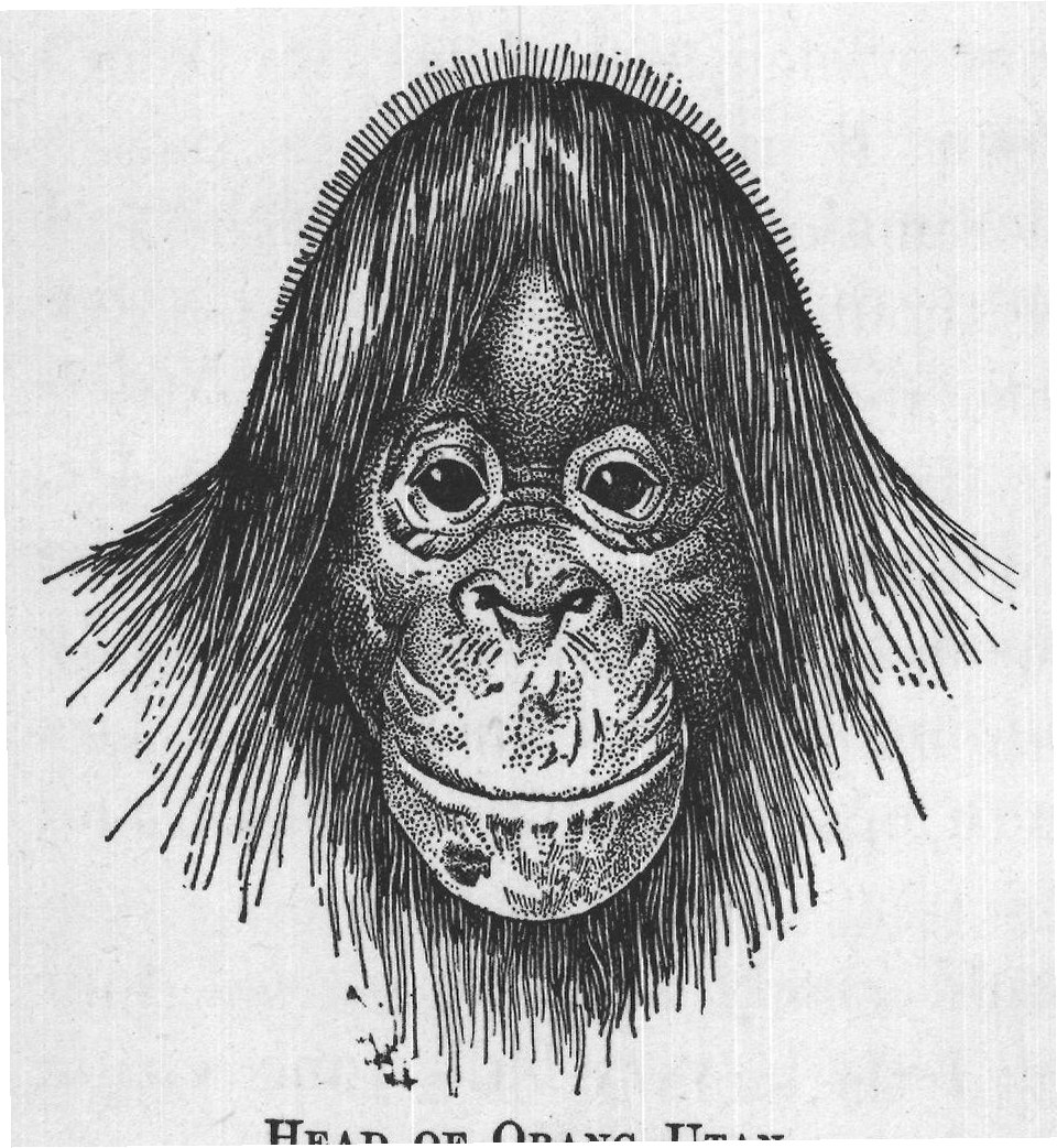 HEAD OF ORANG-UTAN.