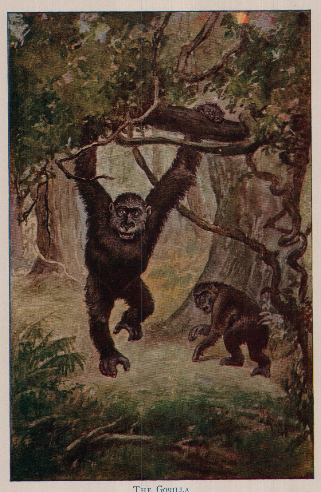 THE GORILLA
