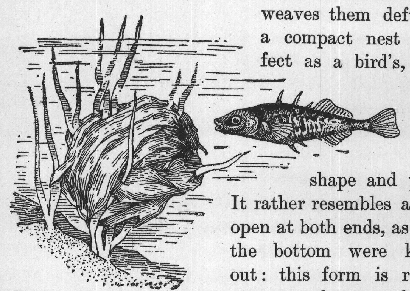 No. 1. FEMALE STICKLEBACK necessary because the eggs,