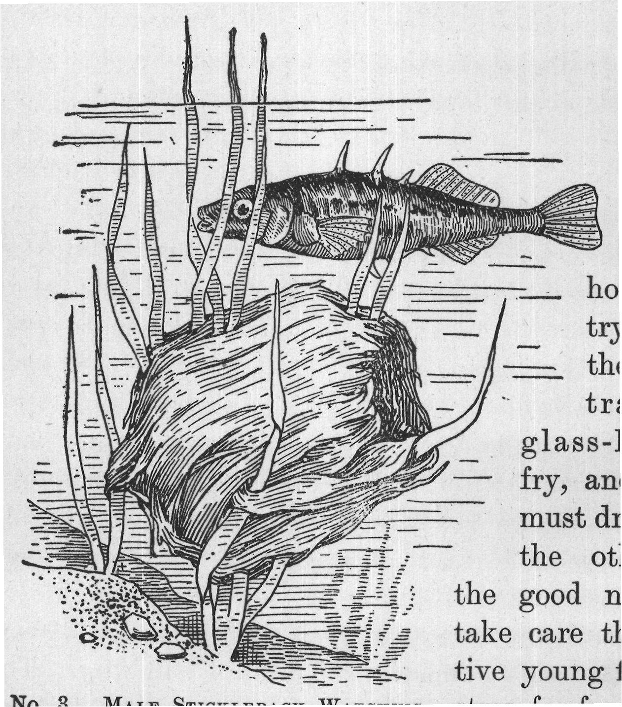 No. 3. MALE STICKLEBACK WATCHING stray far from the nest,