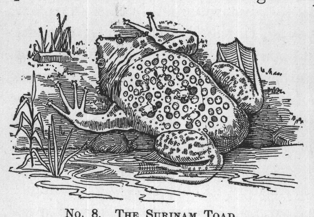 No. 8. THE SURINAM TOAD.