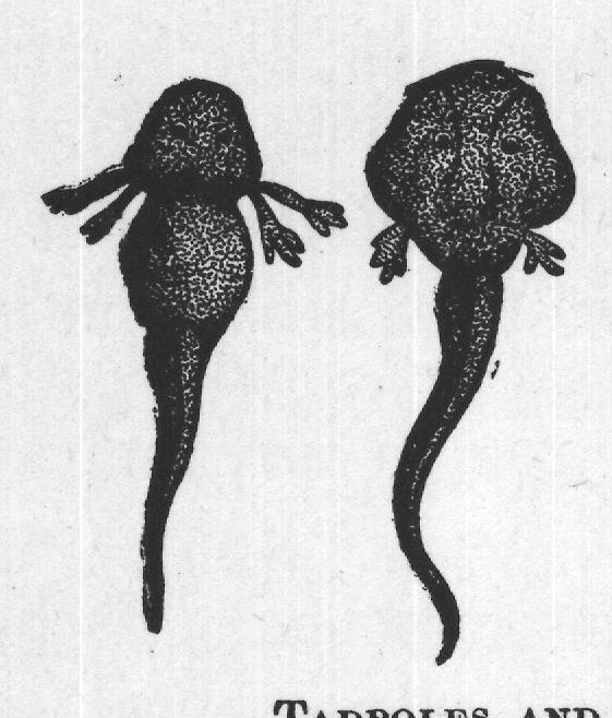 TADPOLES AND YOUNG FROG.