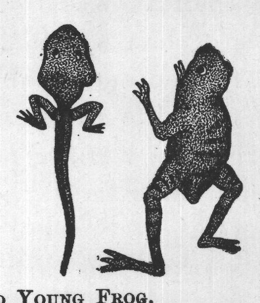 TADPOLES AND YOUNG FROG.