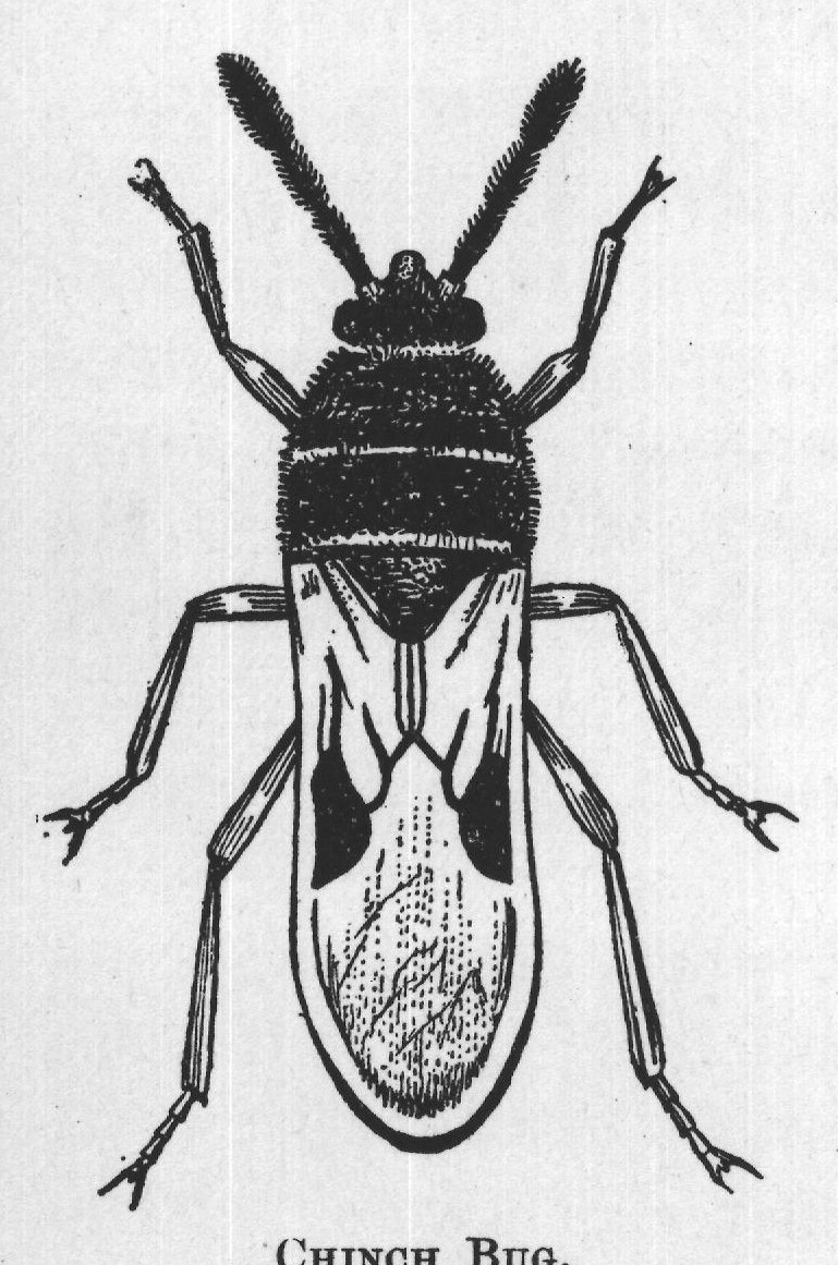 CHINCH BUG.