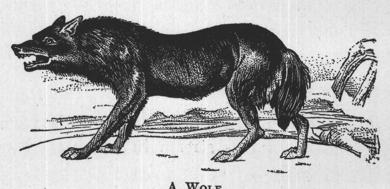 A WOLF.