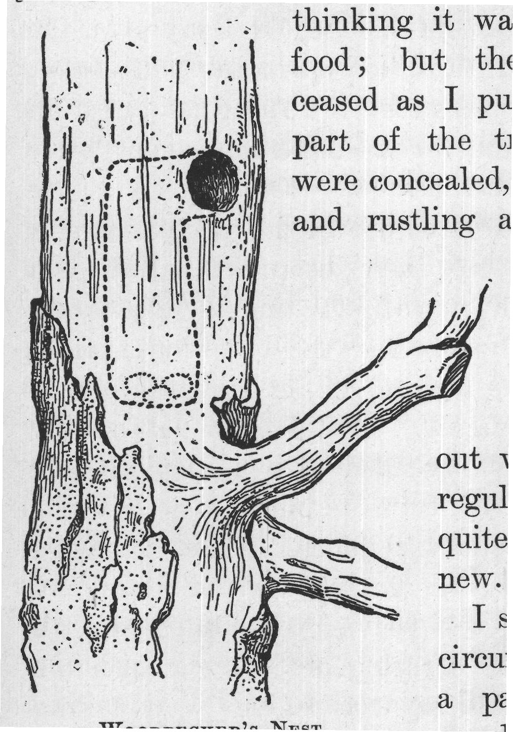 woodpeckers, - the most