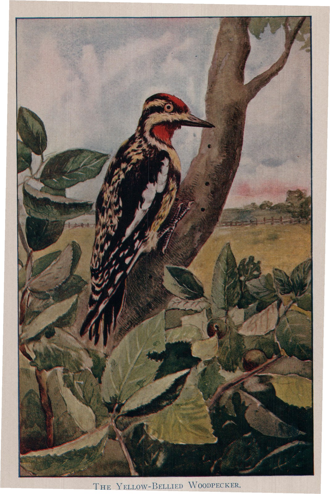 THE YELLOW-BELLIED WOODPECKER,