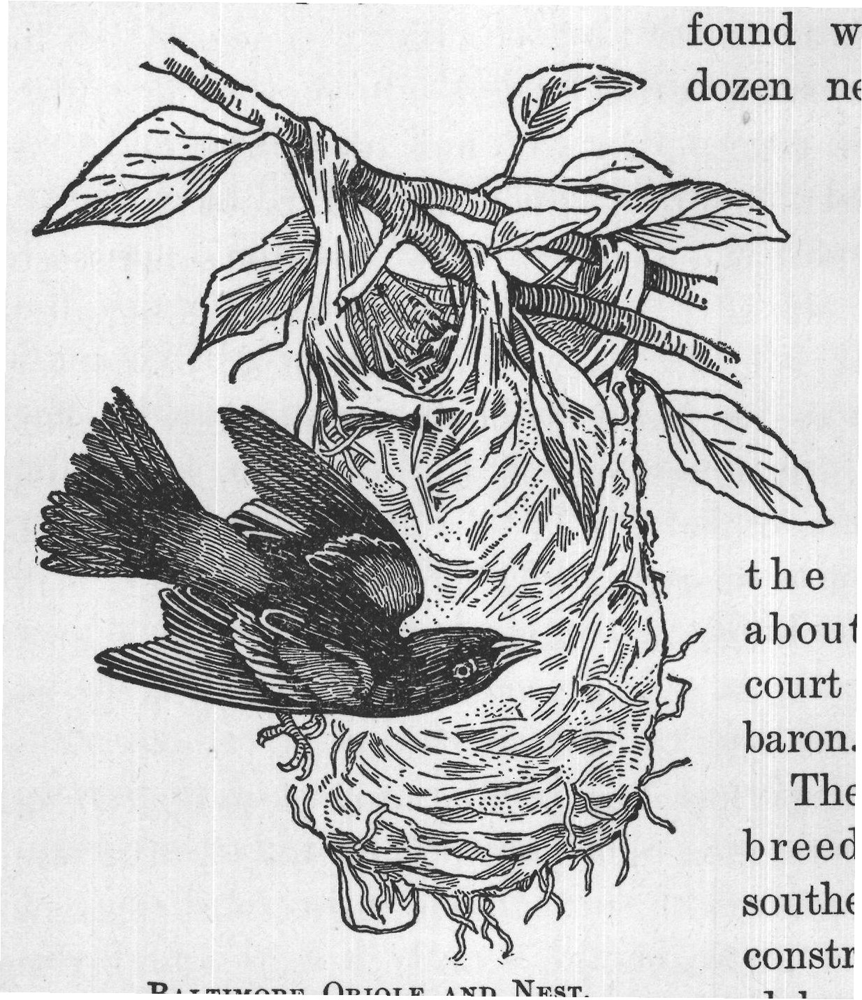 BALTIMORE ORIOLE AND NEST.