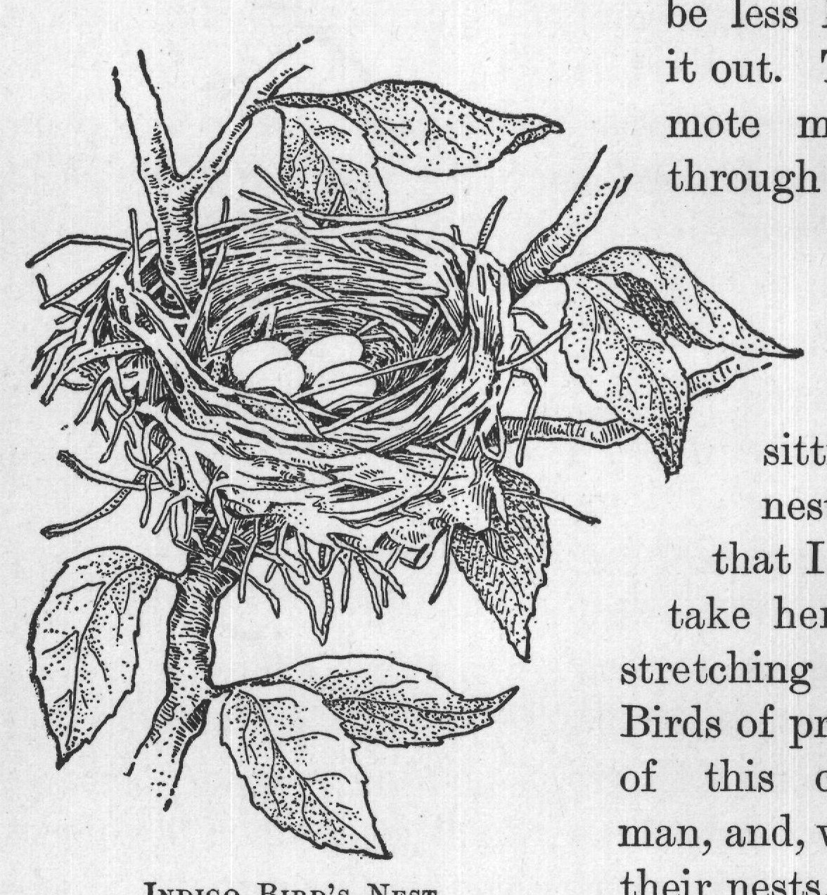 their nests, avoid rather
