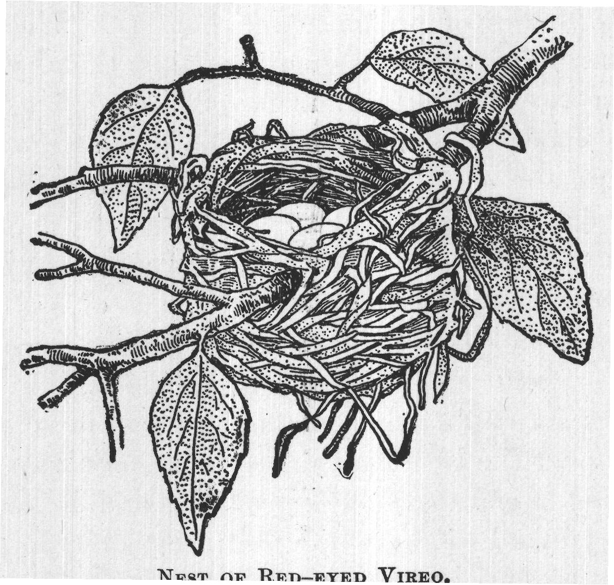 NEST OF RED-EYED VIREO.
