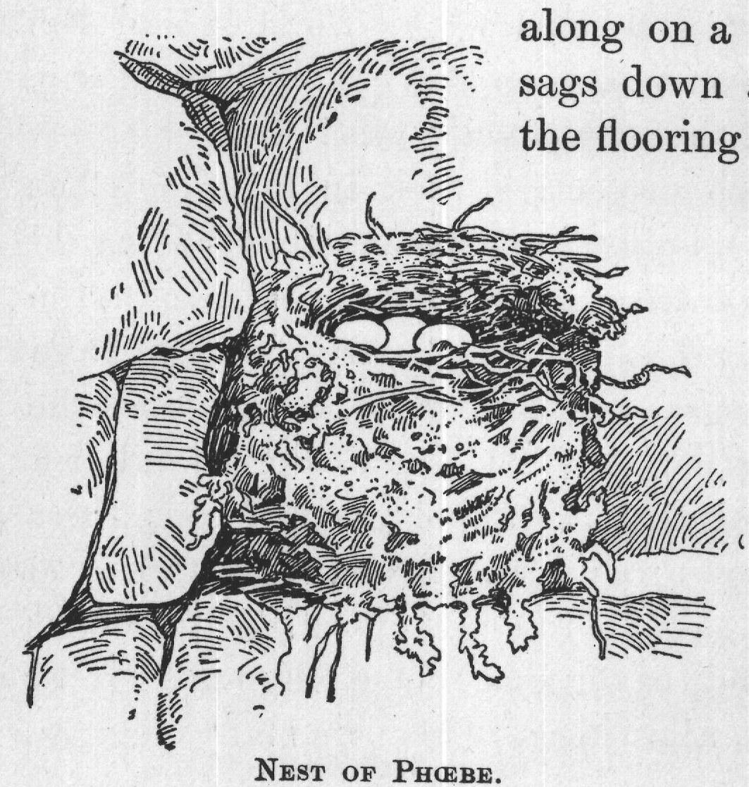 NEST OF PHOEBE.