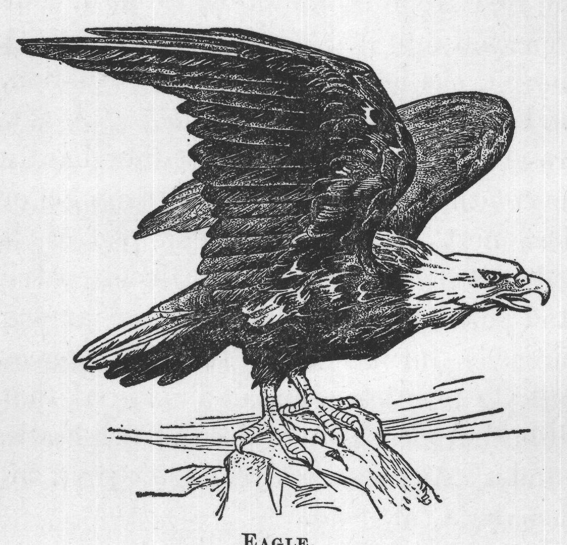 EAGLE.