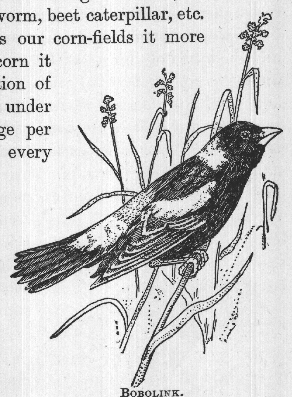 BOBOLINK.