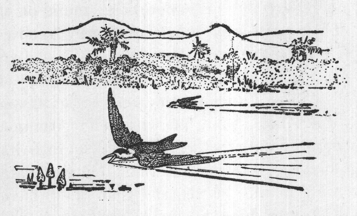 The Scissor Beak — from A Book of Natural History (1902)
