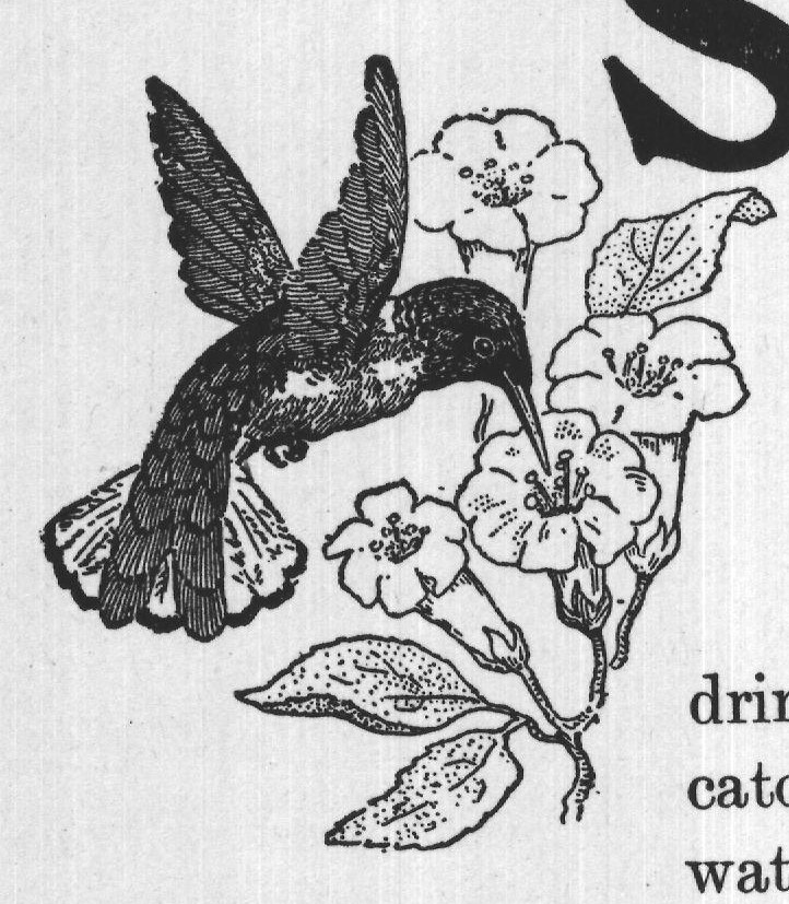 water. Amongst the last was the