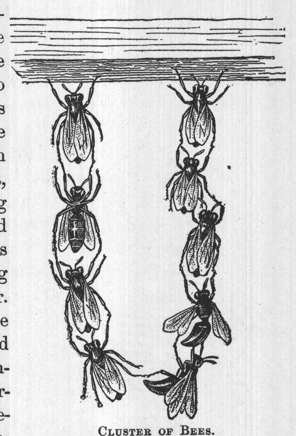 CLUSTER OF BEES.
