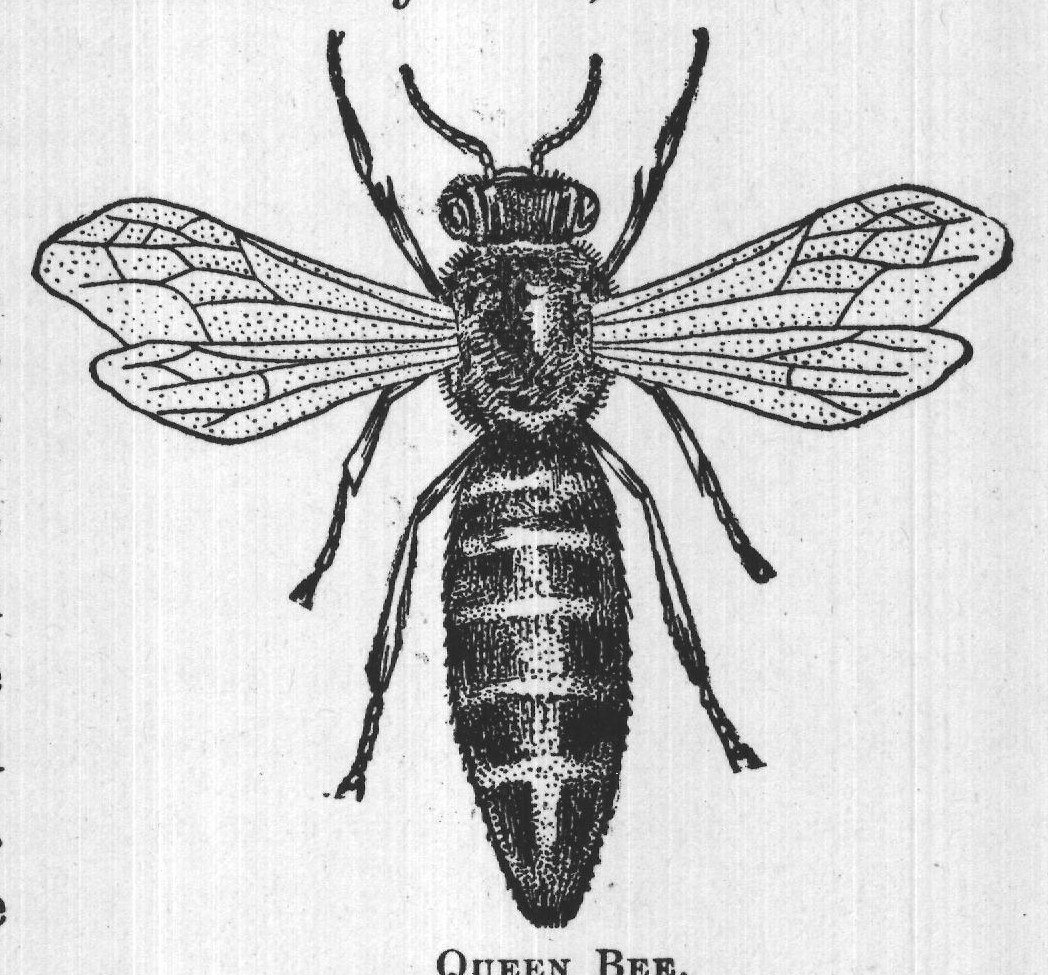 QUEEN BEE.