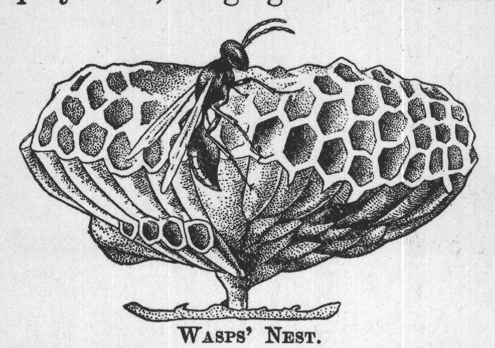 WASPS' NEST.
