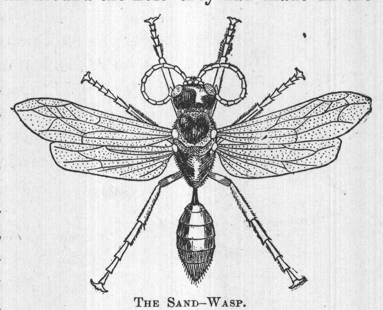 THE SAND-WASP.