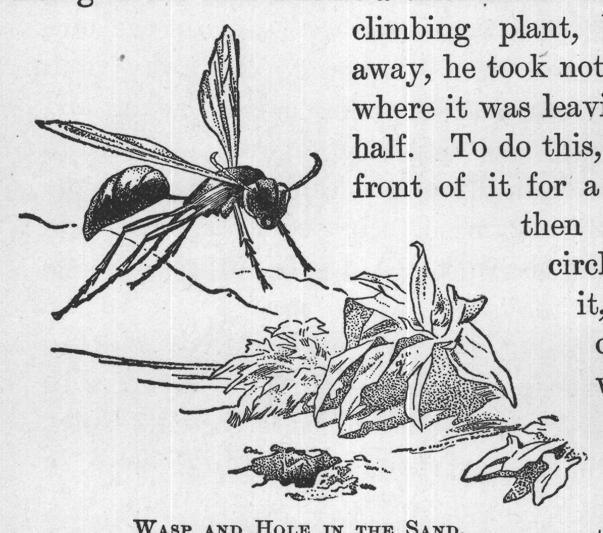 WASP AND HOLE IN THE SAND.
