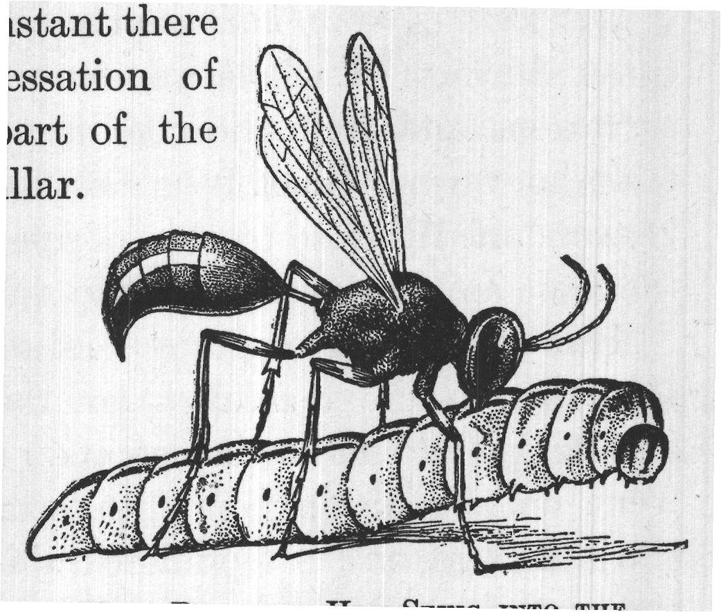 WASP PLUNGING HER STING INTO THE