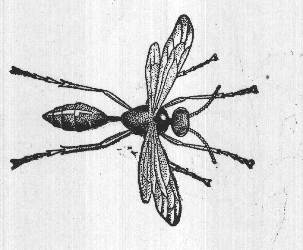 A Wasp and Its Prey — from A Book of Natural History (1902)