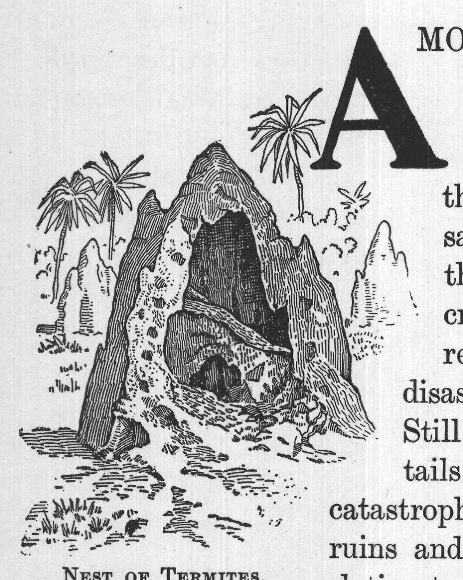 NEST OF TERMITES.