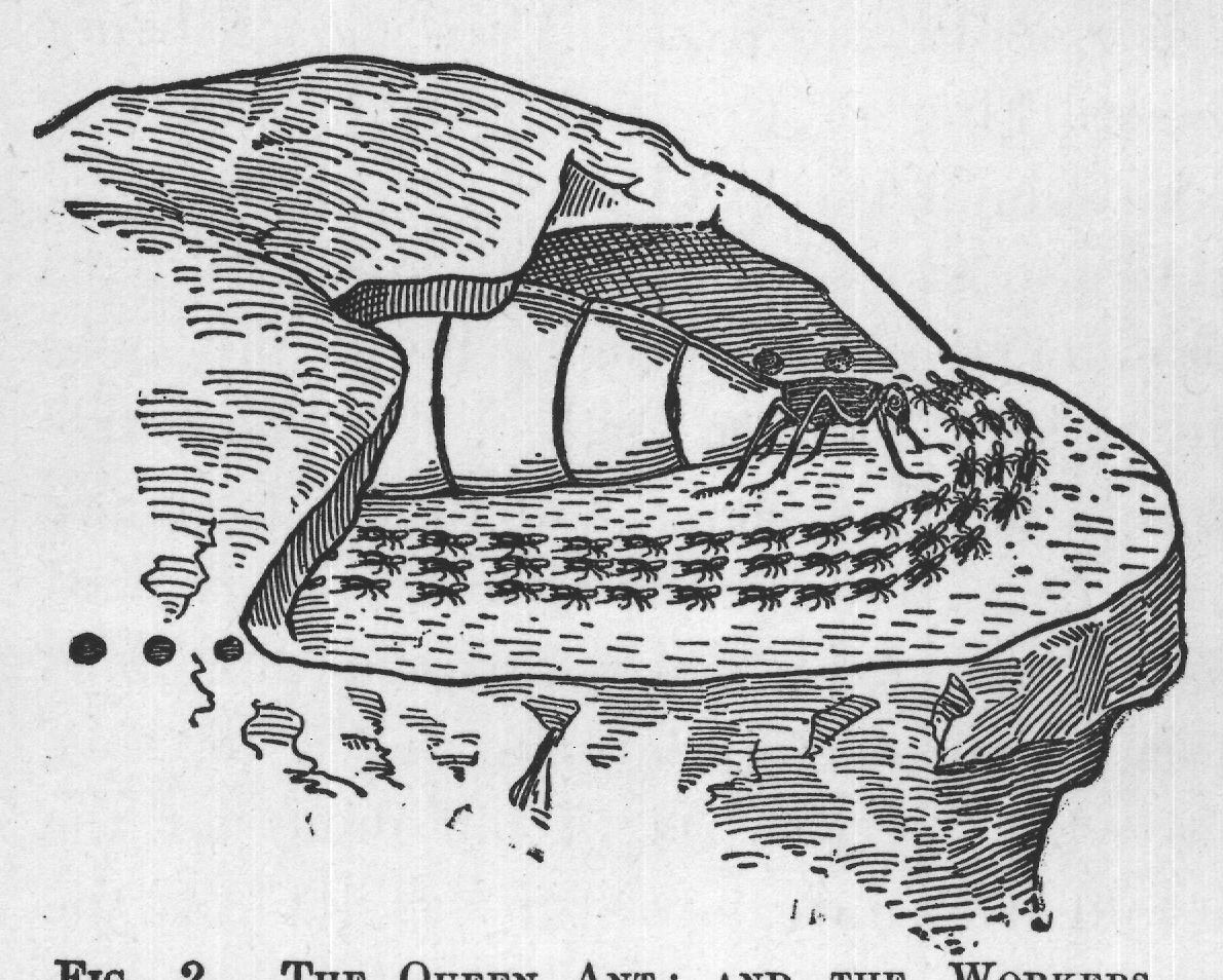FIG. 2. THE QUEEN ANT; AND THE WORKERS