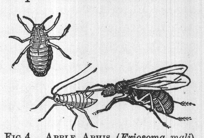 "milk" their insect- FIG 4. APPLE APHIS (Eriosoma mali).