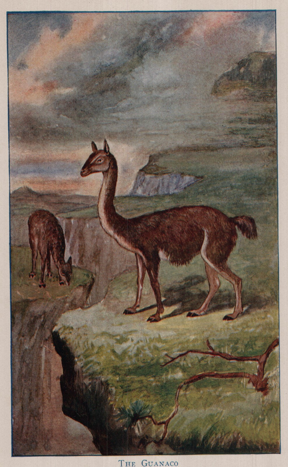 THE GUANACO