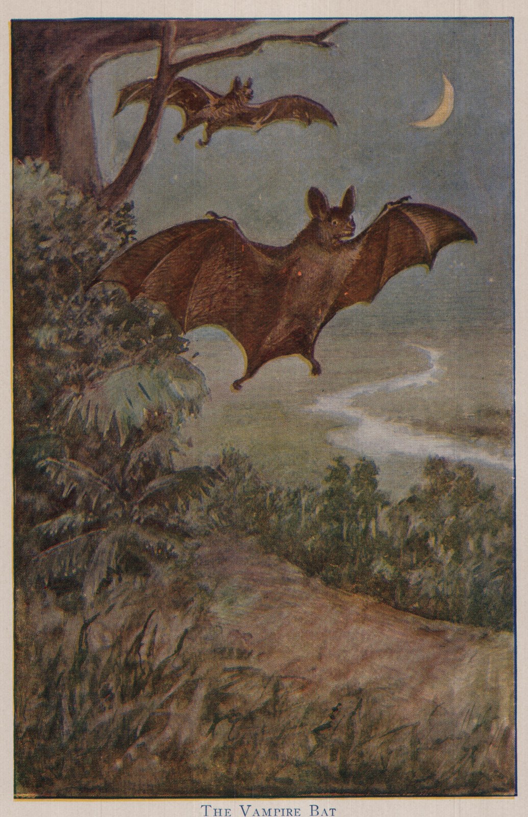 THE VAMPIRE BAT