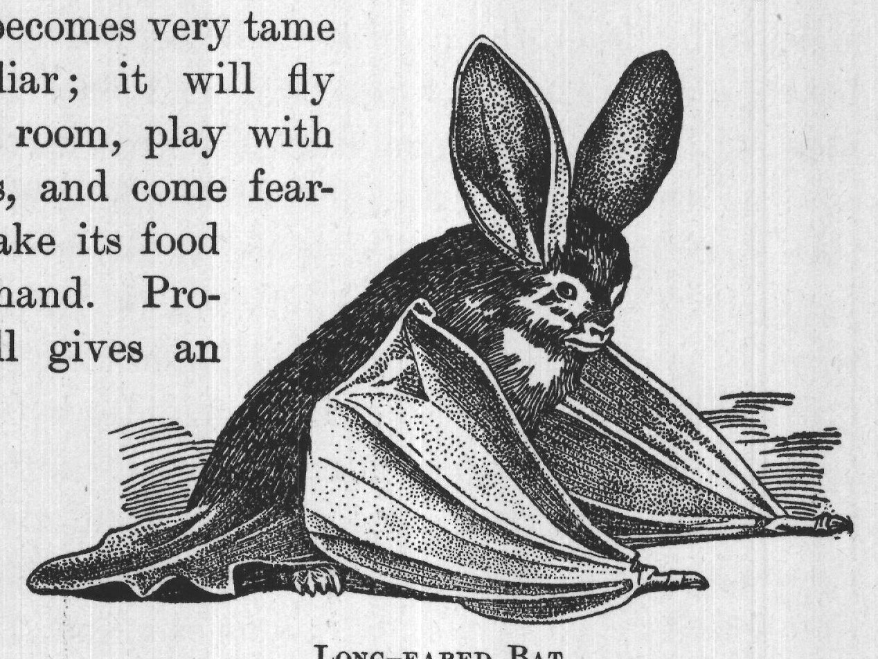 LONG-EARED BAT.