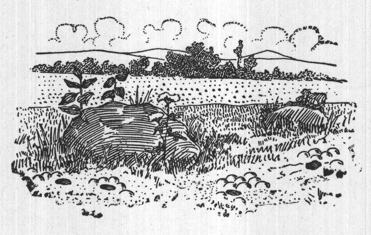 What Worms Do: Hensen — from A Book of Natural History (1902)