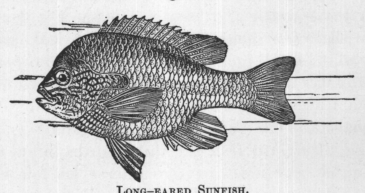 LONG-EARED SUNFISH.