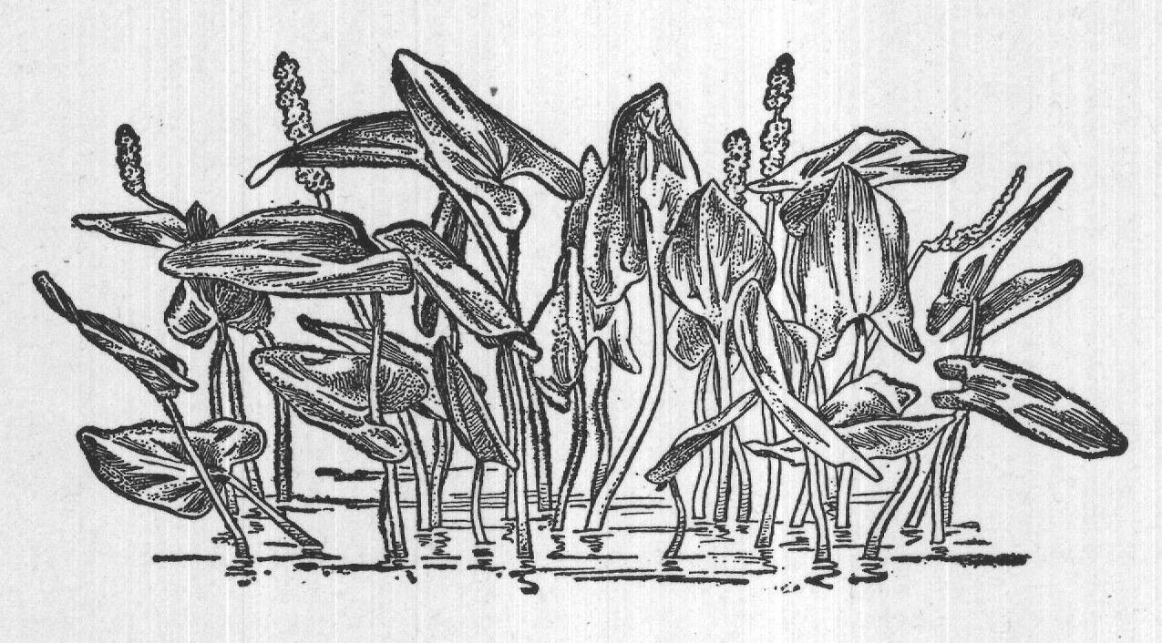 Two Fops Among the Fishes: Long-Eared — from A Book of Natural History (1902)