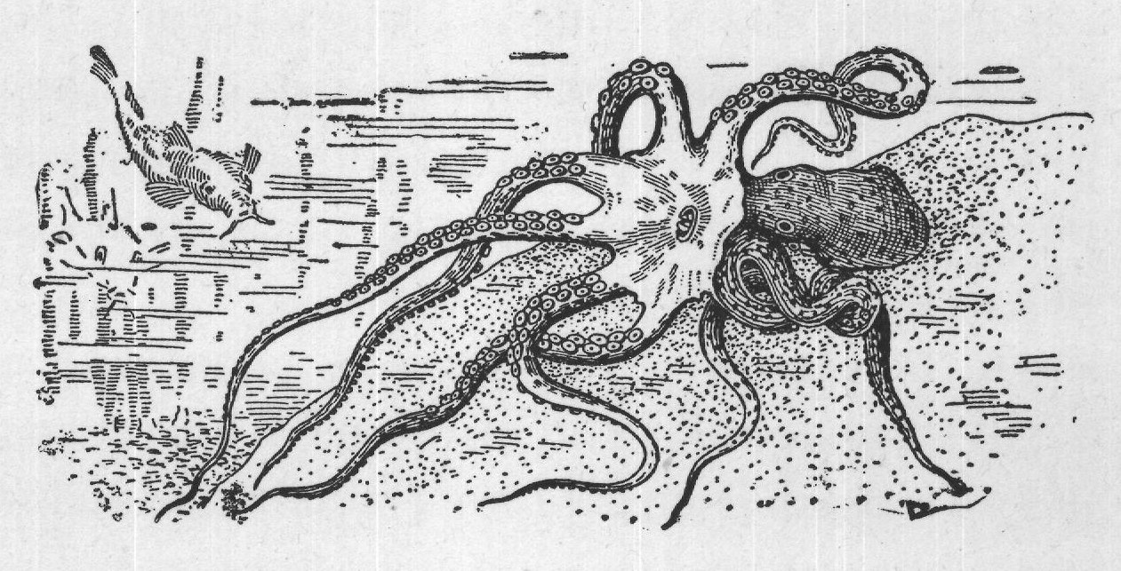 Sea Slugs and Cuttle-Fish — from A Book of Natural History (1902)