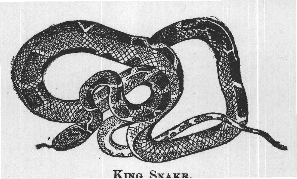 KING SNAKE.