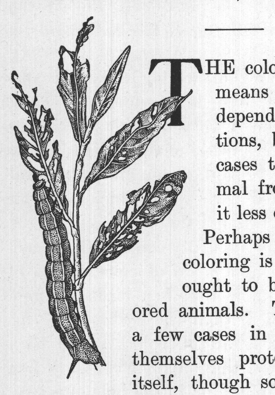 itself, though so brightly colored, is by