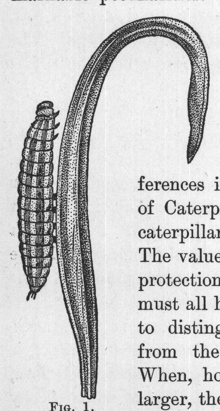 larger, their form betrays them, and it is