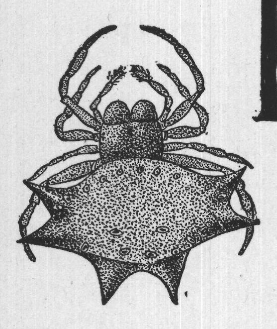 shall call direct protection. The second form, which