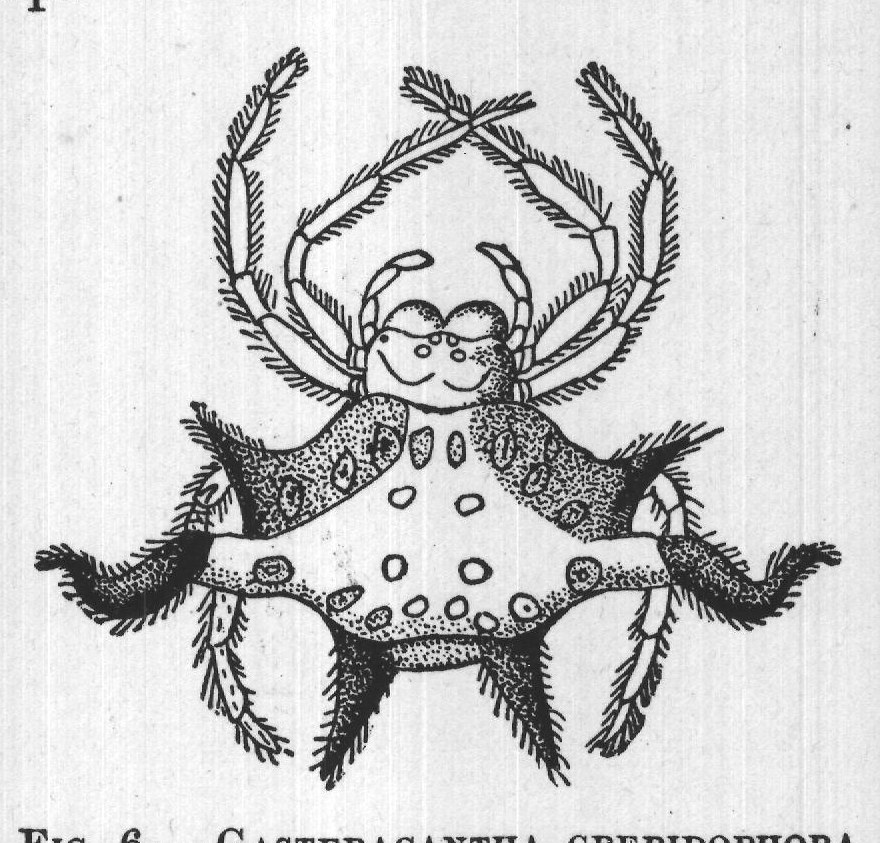 FIG. 6. GASTERACANTHA CREPIDOPHORA