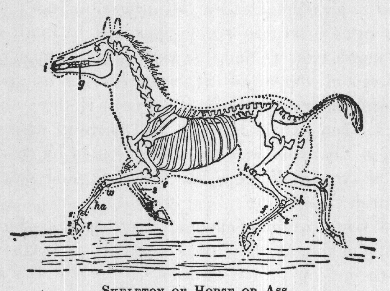 SKELETON OF HORSE OR ASS.