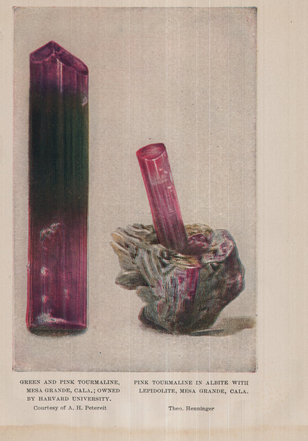 Green and pink tourmaline, Mesa Grande, California, owned by Harvard University — pink tourmaline in albite with lepidolite