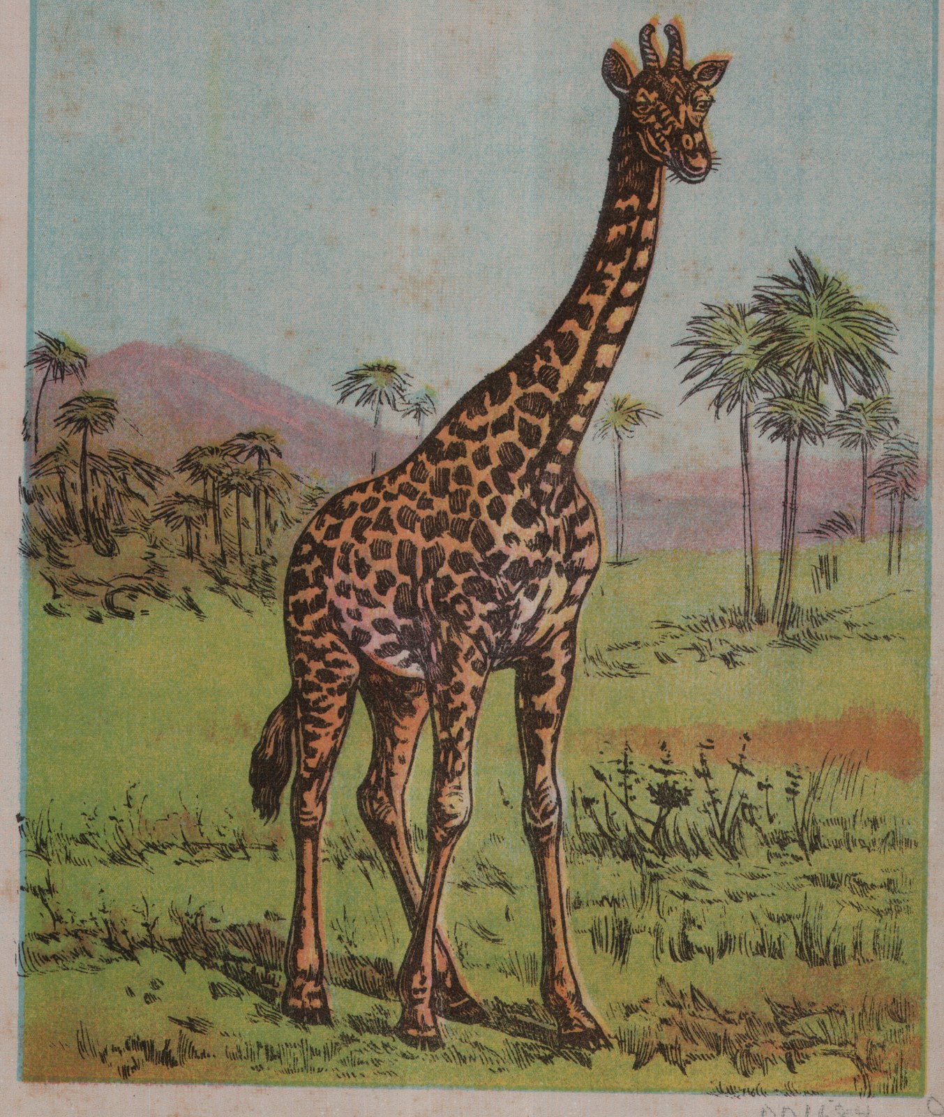 D is for Donkey — from ABC of Animals (1913)