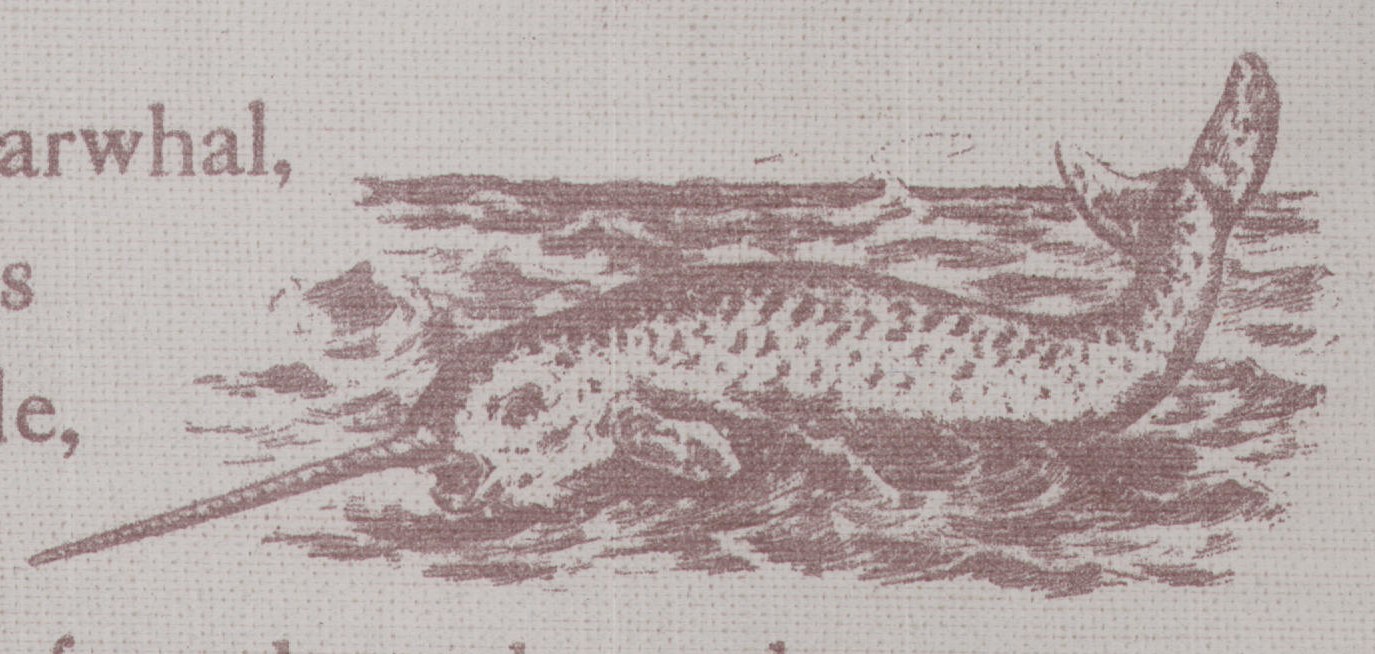 horn which is found on the male.