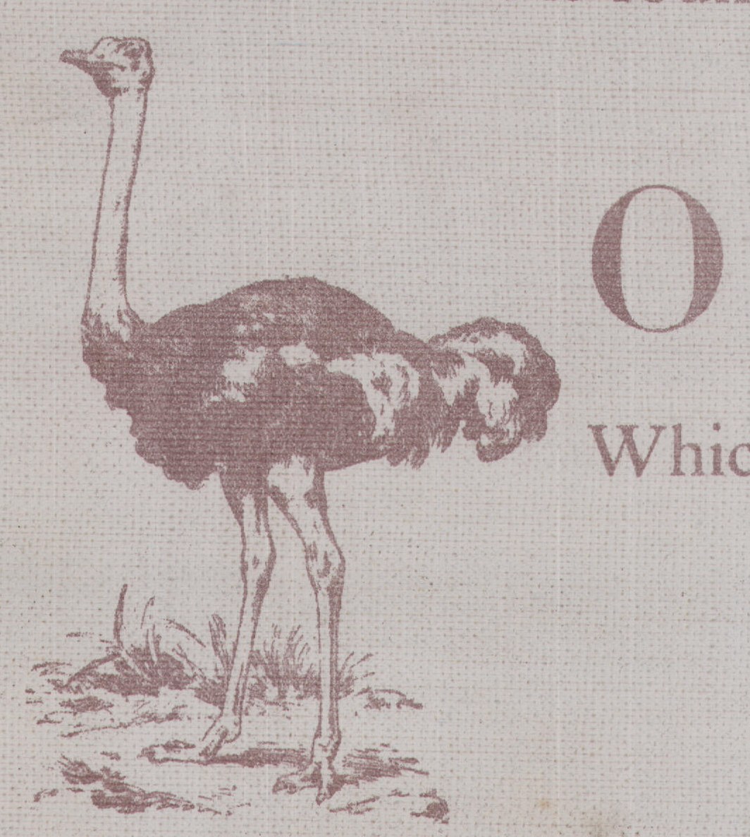P stands for Parrot,