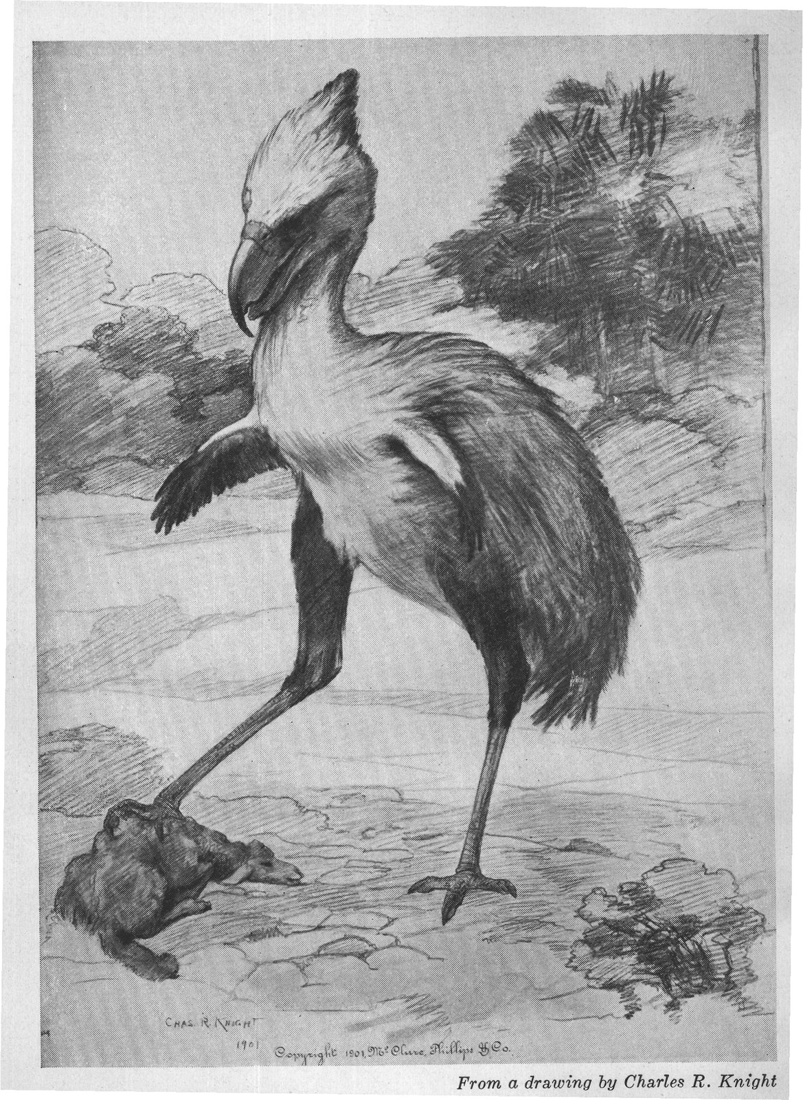A Charles R. Knight restoration from the 1922 book
